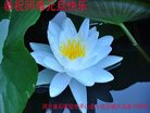 Published on 1/26/2017 ֹ,½󷨵ӹףʦ(26)
