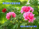 Published on 1/26/2017 ֹ,½󷨵ӹףʦ(26)