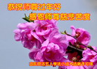 Published on 1/26/2017 ֹ,½󷨵ӹףʦ(26)