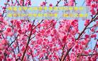 Published on 1/26/2017 ֹ,½󷨵ӹףʦ(26)
