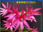 Published on 5/12/2011 ֹ,½󷨵Ӻʦ𻪵߷ִգ300أ - ִ
