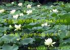 Published on 5/13/2011 ֹ,½󷨵Ӻʦ𻪵߷ִգ25 - ִ
