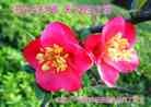 Published on 5/13/2013 ֹ,˹ף־ʦտ(31)
