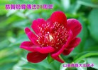 Published on 5/13/2013 ֹ,ʴ󷨵ӹʦ𻪵߷ִ(20)

