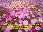 Published on 5/10/2013 ֹ,󷨵ӹʦ𻪵編ִգ17
