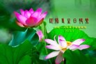 Published on 5/13/2013 ֹ,½󷨵ӹʦ𻪵߷ִ(51)
