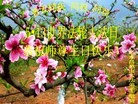 Published on 5/12/2013 ֹ,Ϋ󷨵ӹʦ𻪵߷ִգ30
