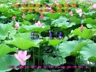 Published on 5/13/2013 ֹ,żҿڴ󷨵ӹʦ𻪵߷ִ(25)
