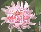 Published on 5/13/2013 ֹ,½󷨵ӹʦ𻪵߷ִ(37)
