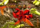 Published on 5/13/2013 ֹ,½󷨵ӹʦ𻪵߷ִ(37)
