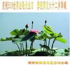 Published on 5/13/2013 ֹ,½󷨵ӹʦ𻪵߷ִ(32)
