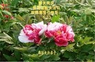 Published on 5/13/2013 ֹ,½󷨵ӹʦ𻪵߷ִ(32)
