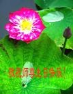 Published on 5/13/2013 ֹ,½󷨵ӹʦ𻪵߷ִ(34)
