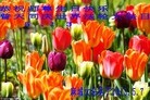 Published on 5/13/2013 ֹ,½󷨵ӹʦ𻪵߷ִ(31)
