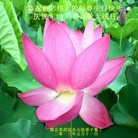 Published on 5/13/2013 ֹ,½󷨵ӹʦ𻪵߷ִ(83)
