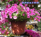 Published on 5/13/2013 ֹ,󷨵ӹʦ𻪵߷ִ(23)
