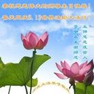Published on 5/13/2013 ֹ,½󷨵ӹʦ𻪵߷ִ(32)
