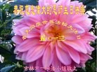 Published on 5/14/2013 ֹ,д󷨵ӹʦ𻪵߷ִ(26)
