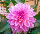 Published on 5/13/2013 ֹ,󷨵ӹʦ𻪵߷ִ(27)
