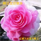 Published on 5/14/2013 ֹ,½󷨵ӹʦ𻪵߷ִ(31)

