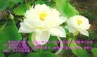 Published on 5/14/2013 ֹ,½󷨵ӹʦ𻪵߷ִ(31)
