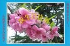 Published on 5/13/2013 ֹ,½󷨵ӹʦ𻪵߷ִ(39)
