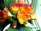 Published on 5/14/2013 ֹ,½󷨵ӹʦ𻪵߷ִ(93)
