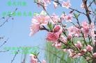 Published on 5/14/2013 ֹ,½󷨵ӹʦ𻪵߷ִ(93)
