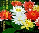 Published on 5/14/2013 ֹ,Ϋ󷨵ӹʦ𻪵߷ִ(26)
