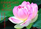 Published on 5/14/2013 ֹ,½󷨵ӹʦ𻪵߷ִ(93)
