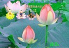 Published on 5/14/2013 ֹ,½󷨵ӹʦ𻪵߷ִ(93)
