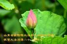 Published on 5/14/2013 ֹ,½󷨵ӹʦ𻪵߷ִ(93)
