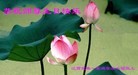 Published on 5/14/2013 ֹ,󷨵ӹʦ𻪵߷ִ(29)

