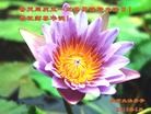 Published on 5/14/2013 ֹ,½󷨵ӹʦ𻪵߷ִ(75)
