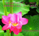 Published on 5/14/2013 ֹ,½󷨵ӹʦ𻪵߷ִ(75)
