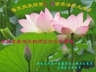 Published on 5/14/2013 ֹ,󷨵ӹʦ𻪵߷ִ(23)
