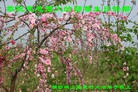 Published on 5/9/2013 ֹ,󷨵ӹʦ𻪵編ִգ18
