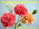 Published on 5/9/2013 ֹ,Ϋ󷨵ӹʦ𻪵編ִգ19
