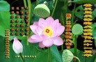 Published on 5/10/2013 ֹ,ӱ󷨵ӹʦ𻪵編ִգ22
