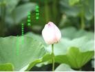 Published on 5/11/2013 ֹ,½󷨵ӹʦ𻪵編ִ(41)
