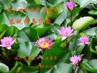 Published on 5/11/2013 ֹ,󷨵ӹʦ𻪵߷ִգ26
