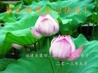 Published on 5/11/2013 ֹ,󷨵ӹʦ𻪵߷ִգ26
