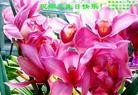 Published on 5/11/2013 ֹ,½󷨵ӹʦ𻪵߷ִգ41
