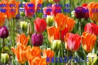 Published on 5/12/2013 ֹ,󷨵ӹʦ𻪵߷ִգ37
