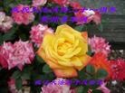 Published on 5/11/2013 ֹ,人󷨵ӹʦ𻪵߷ִգ23
