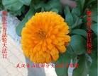 Published on 5/12/2013 ֹ,人󷨵ӹʦ𻪵߷ִգ31

