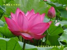 Published on 5/11/2013 ֹ,󷨵ӹʦ𻪵߷ִգ28
