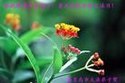 Published on 5/11/2013 ֹ,ػʵ󷨵ӹʦ𻪵߷ִգ24
