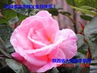 ֹ,󷨵ӹʦ𻪵ߴ󷨺鴫ʮ(20)
