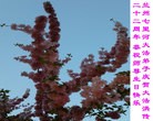 ֹ,󷨵ӹʦ𻪵ߴ󷨺鴫ʮ(19)
